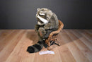 Dakin Lou Rankin Friends Sammy the Raccoon 2000 Beanbag Plush