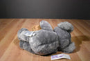 Build a Bear Cody Simpson Grey and White Koala Bear 2013 Plush with White Heart