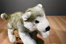 Build a Bear Gray and White Husky Beanbag Plush With Blue Eyes and Red Collar
