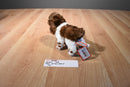 Douglas Mini Flair the Brown and White Springer Spaniel