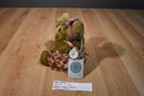 Boyd's Bears Momma McBear and Delmar 1997 Beanbag Plush