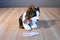 Ty Beanie Buddies Sport Brown and White Dog 2005 Beanbag Plush