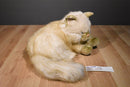 Chosun Long Haired Beige Cat Himalayan Persian Plush