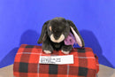 Commonwealth Dark Brown Bunny Rabbit 2003 Plush