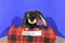 Commonwealth Dark Brown Bunny Rabbit 2003 Plush