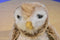 Douglas UHCCF Millie Barn Owl 2014 Beanbag Plush