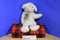 Boyd's Bears Tallulah Baahead White Lamb Sheep 1998 Beanbag Plush