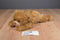 Ty Classic Baby Paws Brown 2011 Beanbag Plush