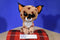 Ty Beanie Boos Buckwheat Lynx 2015 Beanbag Plush