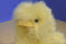 Fuzzy Yellow Duck Chick Plush