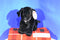 Melissa & Doug Benson the Black Lab Puppy Dog Beanbag Plush