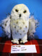 Douglas Wizard Snowy Owl Beanbag Plush
