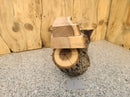 Live Edge Norway Maple Wood Slab - w/curl (
