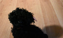 Ty Beanie Babies Smudges Black Poodle/Labradoodle 2004 Beanbag Plush
