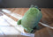 Animal Adventures Little Luxuries Green Dino 2020 Plush and Cape