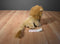 Pier 1 Imports Tan and Brown Lion Plush