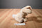 Aurora Precious Moments Tan Bunny Rabbit 2016 Beanbag Plush