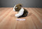 Ganz Webkinz Signature Brown and White Dutch Bunny Rabbit Beanbag Plush No Code