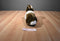 Ganz Webkinz Signature Brown and White Dutch Bunny Rabbit Beanbag Plush No Code