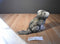 Discovery Channel Wolf Cub Plush