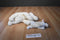 Ty Buddy 2002 and Baby 1998 Butch Bull Terrier Beanbag Plush