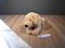 Eddie Bauer Golden Retriever Dog Beanbag Plush