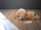 Eddie Bauer Golden Retriever Dog Beanbag Plush