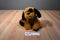 Black and Brown Puppy Dog Beanbag Plush