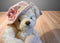 AMSCAN Bears to Adore Tan Bear in Rose Hat and Heart Pillow Plush