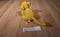 Applause Disney Lion King Simba Beanbag Plush