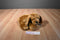 Kids of America Brown Puppy Dog beanbag Plush