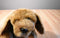 Kids of America Brown Puppy Dog beanbag Plush