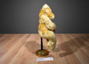 Ty Classic Jeeves the Gold Bear 2000 Beanbag Plush