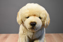 Toys R Us Yellow Labrador Puppy Dog 2012 Beanbag Plush