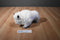National Buffalo Museum White Cloud the Albino Bison Plush