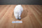 National Buffalo Museum White Cloud the Albino Bison Plush