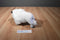 National Buffalo Museum White Cloud the Albino Bison Plush