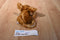 Aurora Greatr Bush Baby Beanbag Plush