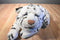 Discovery Channel Wild Life Sundar White Bengal Tiger 1999 Plush