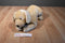 Animal Alley Yellow Lab Beanbag Plush
