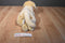 Animal Alley Yellow Lab Beanbag Plush