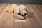 Animal Alley Yellow Lab Beanbag Plush