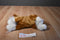 Aurora Flopsies Clydesdale Horse Beanbag Plush