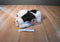 Kellytoy Kennel Klub Artee the Spaniel Plush