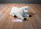 Dakin Lima the Llama Alpaca White 1993 Plush