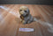 Aurora Classic Prestige Golden Retriever 1996 Plush