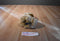 Aurora Classic Prestige Golden Retriever 1996 Plush