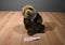 Dakin Lou Rankin Oliver Sea Otter 2000 Beanbag Plush