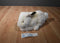 Russ Bounce White and Black Bunny Rabbit