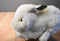 Russ Bounce White and Black Bunny Rabbit